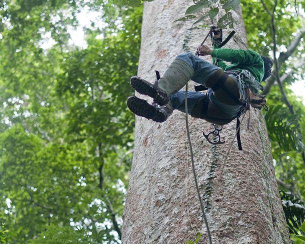 sm_peN921 Researchers of the Tambopata Macaw Project climbing a tree holding an observation nest,Tambopata Research Center (TRC), Tambopata Nature Reserve, Madre de Dios...