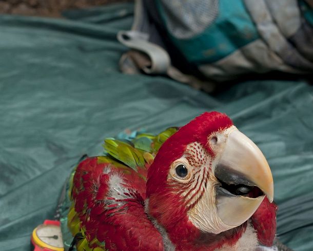 sm_peN922 Examination andrecording vitals of a 50 days old Red and Green Macaw chick, Tambopata Research Center (TRC), Tambopata Nature Reserve, Madre de Dios region,...