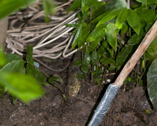 sm_peN940 Ladle serving to remove macaw chicks from their nest, Tambopata Research Center (TRC), Tambopata Nature Reserve, Madre de Dios region, Peru