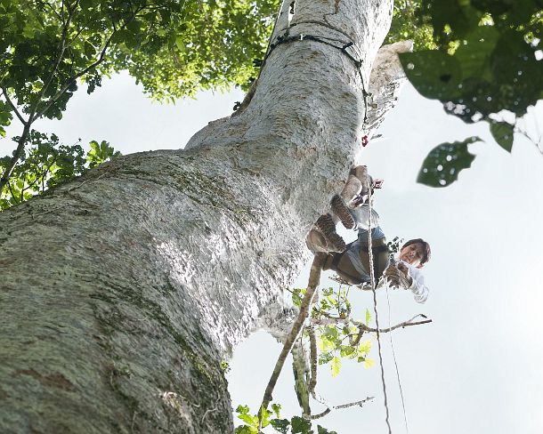 sm_peN941 Researchers of the Tambopata Macaw Project climbing a tree holding an observation nest,Tambopata Research Center (TRC), Tambopata Nature Reserve, Madre de Dios...