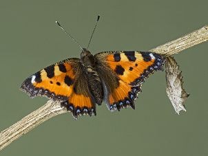 From caterpillar to butterfly Development and hatching of Small Tortoiseshell