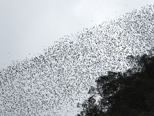 Bat exodus Deer cave, Gunung Mulu National Park, Sarawak, Borneo, Malaysia