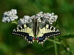 Swallowtail butterfly metamorphosis