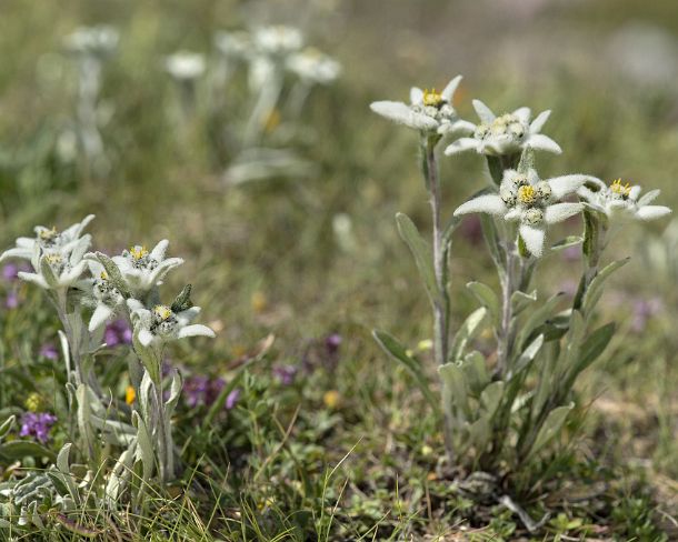 smGVA_CH_cz_7057_g Edelweiss (Leontopodium alpinum Cass.)