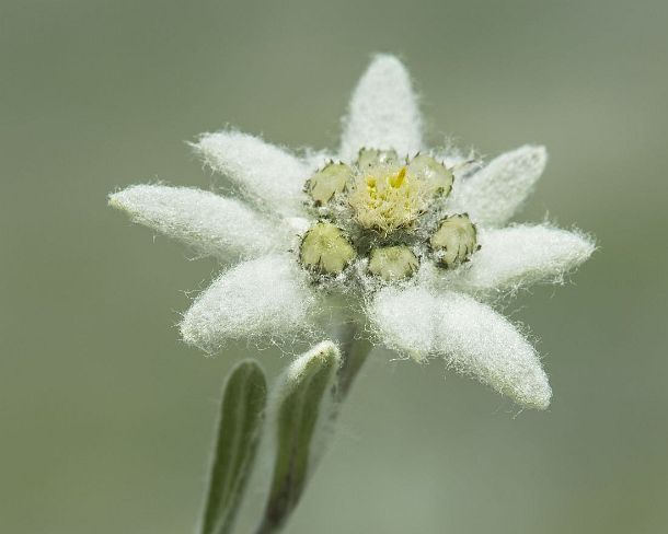 smGVA_CH_cz_7120_g Edelweiss (Leontopodium alpinum Cass.)