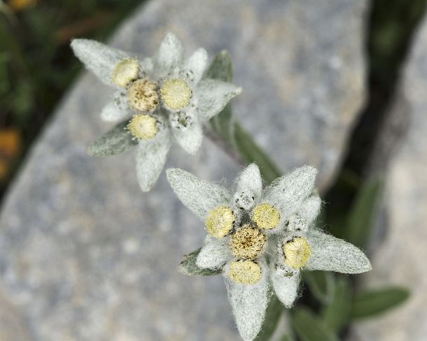 smGVA_CH_cz_7204_g Edelweiss (Leontopodium alpinum Cass.)