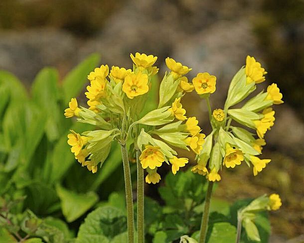 smGVA_MSC_b06421_u Cowslip, Primula veris