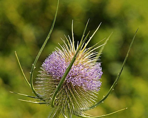 smGVA_MSC_b07079_u Teasel, teazel, Dipsacus fullonum, syn. Dipsacus silvestris