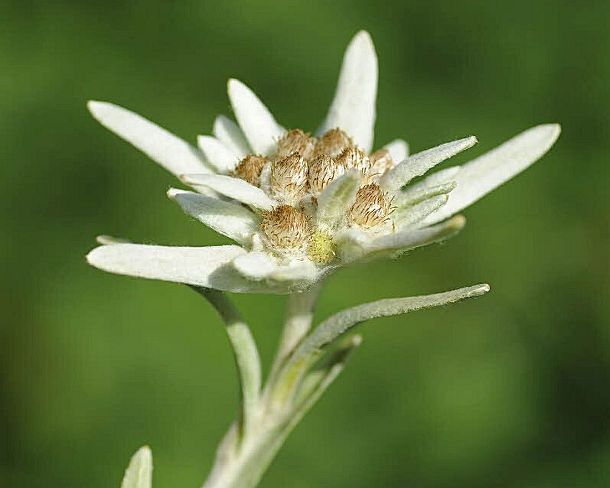 smGVA_MSC_b07410_u Edelweiss (Leontopodium alpinum Cass.)