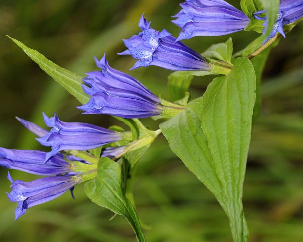 smGVA_MSC_b18837_g Willow Gentian, Gentiana asclepiadea