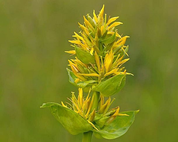 smGVA_MSC_b18917_g Great Yellow Gentian, Gentiana lutea, Gentianaceae