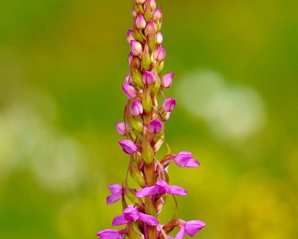 smGVA_MSC_b84036_u Fragrant Orchid, Gymnadenia conopsea