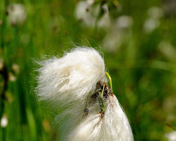 smGVA_MSC_b84991_g Cottongrass (Eriophorum sp.)