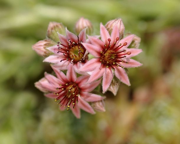 smGVA_MSC_b91147_u Sempervivum hybrid