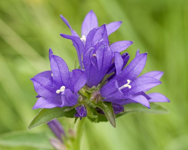 smGVA_MSC_b99237_g Clustered bellflower, Campanula glomerata