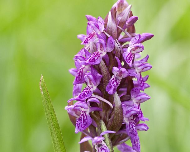 smGVA_MSC_b99277_g Early marsh-orchid (Dactolyrhiza incarnata)