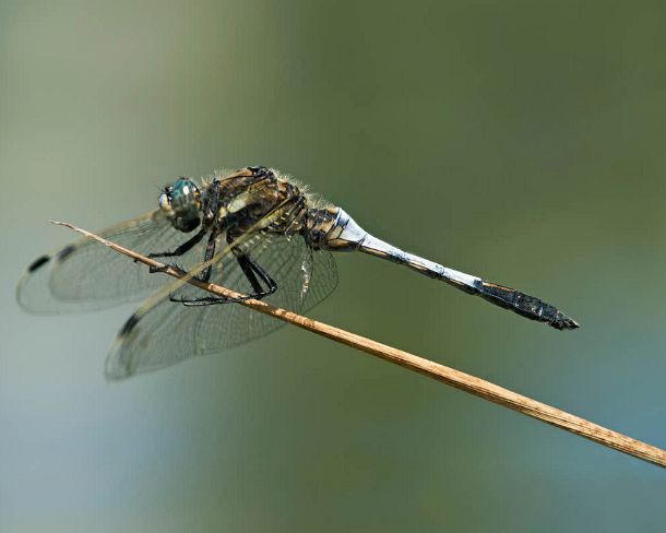 smdragonfliesN1799 Male of Black-Tailed Skimmer (Orthetrum cancellatum), Skimmer or percher family (Libellulidae)