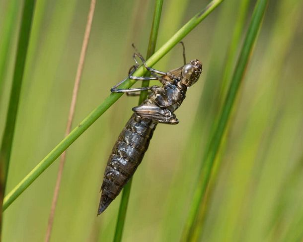 smdragonfliesN1800 Exuvie (empty larval skin) of Emperor dragonfly (Anax imperator), Hawker family (Aeshnidae)