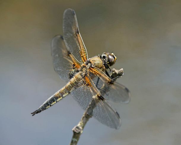 smdragonfliesN1801 Male of Four-spotted chaser (Libellula quadrimaculata), Simmer family (Libellulidae)