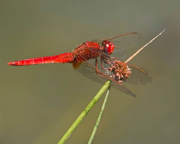 smdragonfliesN1802 Männchen der Feuerlibelle (Crocothemis erythraea), Segellibellen (Libellulidae), Male of Broad Scarlet or Scarlet Darter (Crocothemis erythraea), Skimmer family...