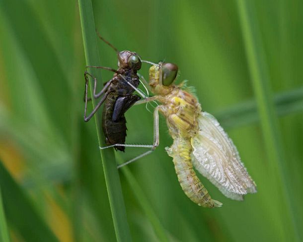 smdragonfliesN1804 Newly hatched Spotted Darter, Skimmer family (Libellulidae) with Exuviae (empty larval case), hemolymph (insect blood) is being pumped in order to inflate the...