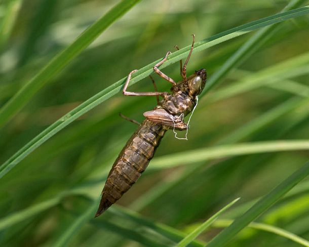 smdragonfliesN1805 Exuvie (empty larval skin) of Emperor dragonfly (Anax imperator), Hawker family (Aeshnidae)