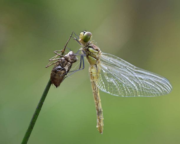 smdragonfliesN1806 Newly-hatched Spotted Darter, Skimmer family (Libellulidae) with Exuviae (empty larval case), hemolymph (insect blood) is being pumped in order to inflate the...