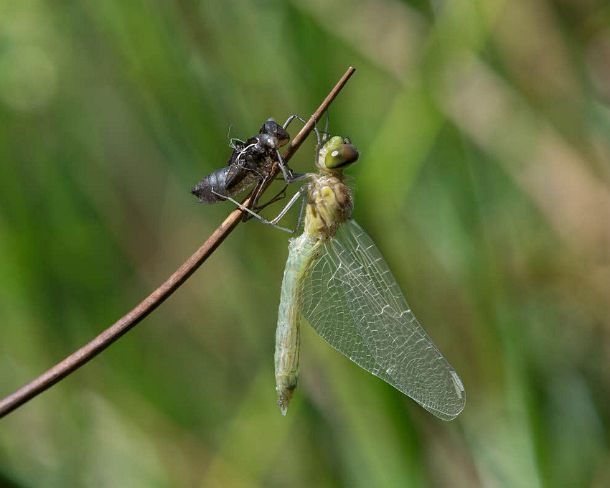 smdragonfliesN1807 Newly-hatched Spotted Darter, Skimmer family (Libellulidae) with Exuviae (empty larval case), hemolymph (insect blood) is being pumped in order to inflate the...