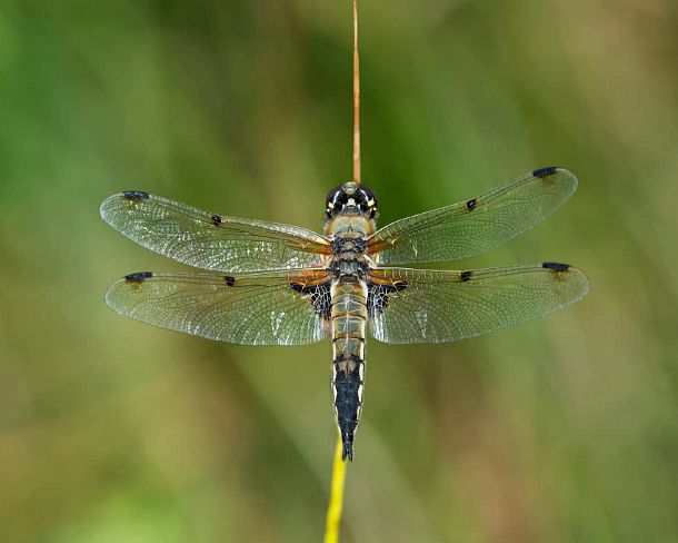 smdragonfliesN1808 Male of Four-spotted chaser (Libellula quadrimaculata), Simmer family (Libellulidae)