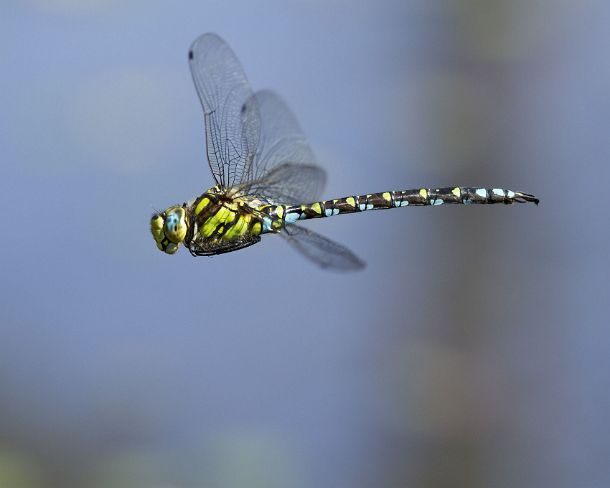 smdragonfliesN1809 Male of Blue Hawker dragonfly in flight, Hawker family of dragonflies (Aeshnidae)