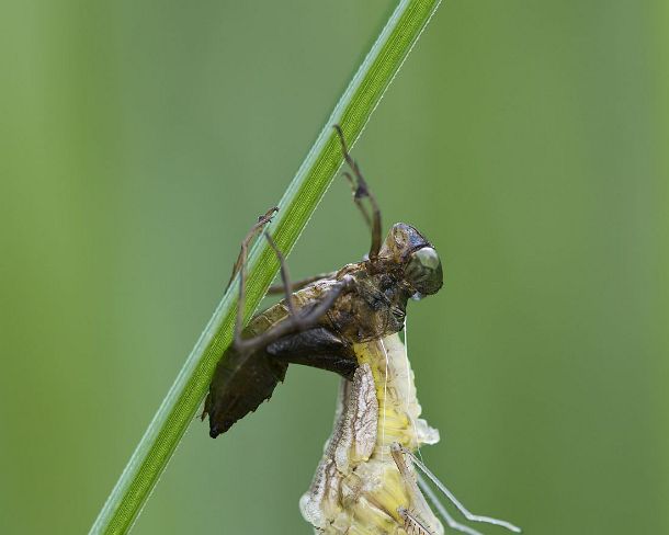 smdragonfliesN1974 Hatching of a Spotted Darter dragonfly, Skimmer family (Libellulidae), the odonate is emerging from the larval skin backwards and head-down