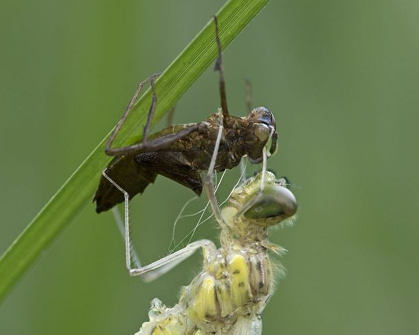 smdragonfliesN1975 Newly hatched Spotted Darter, Skimmer family (Libellulidae) with Exuviae (empty larval case), hemolymph (insect blood) is being pumped in order to inflate the...