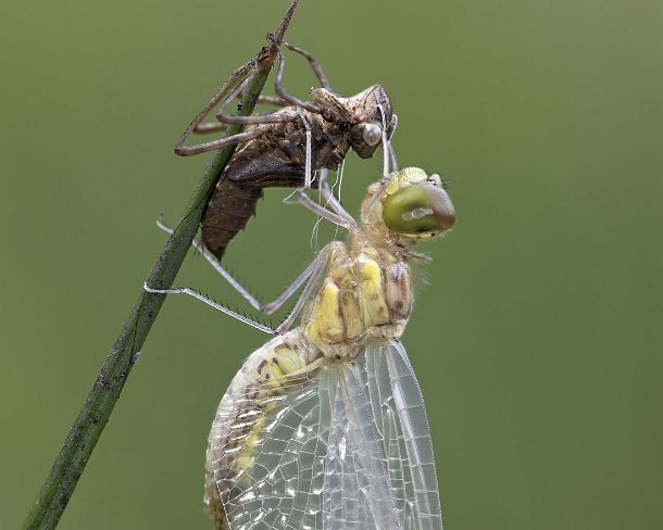 smdragonfliesN1976 Newly hatched Spotted Darter, Skimmer family (Libellulidae) with Exuviae (empty larval case), hemolymph (insect blood) is being pumped in order to inflate the...