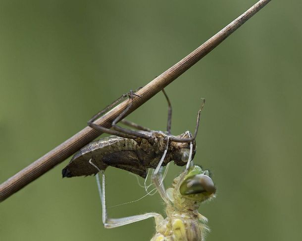 smdragonfliesN1977 Newly-hatched Spotted Darter, Skimmer family (Libellulidae) with Exuviae (empty larval case), hemolymph (insect blood) is being pumped in order to inflate the...