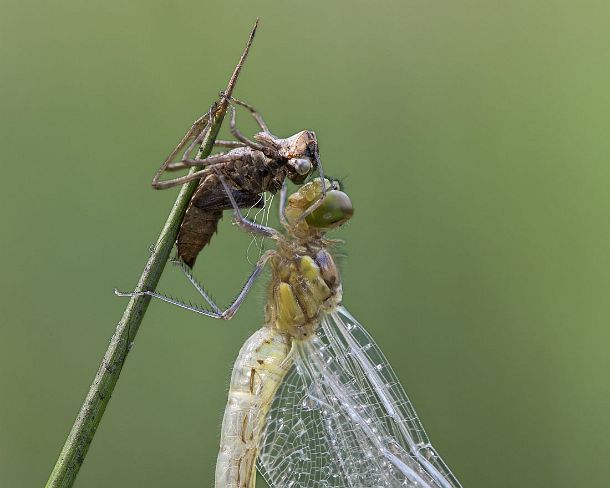smdragonfliesN1978 Newly-hatched Spotted Darter, Skimmer family (Libellulidae) with Exuviae (empty larval case), hemolymph (insect blood) is being pumped in order to inflate the...