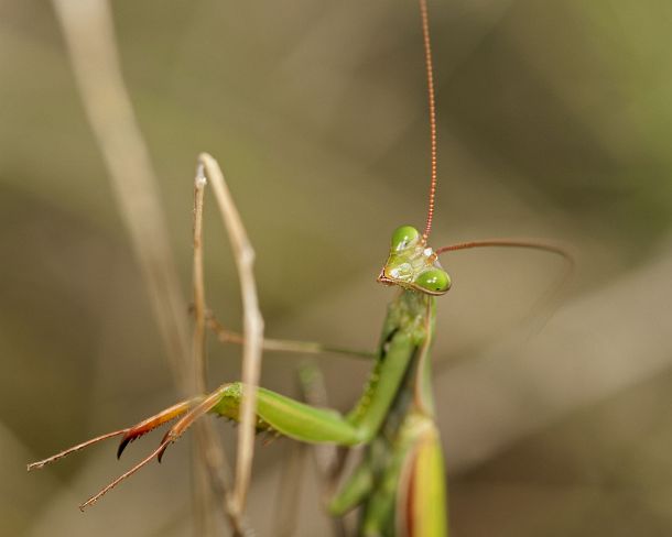 sm_prayN1149 European mantis (Praying mantis, Mantis religiosa, Calcareous grassland, Haut-Rhin, France