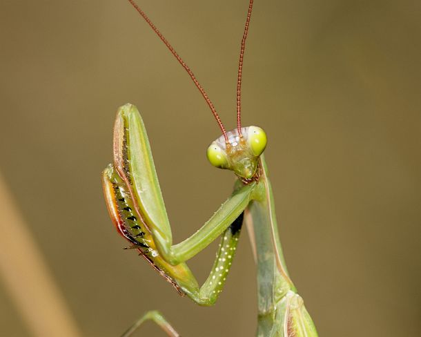 sm_prayN1150 European mantis (Praying mantis, Mantis religiosa, Calcareous grassland, Haut-Rhin, France