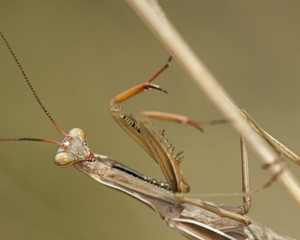 sm_prayN1151 European mantis (Praying mantis, Mantis religiosa, Calcareous grassland, Haut-Rhin, France