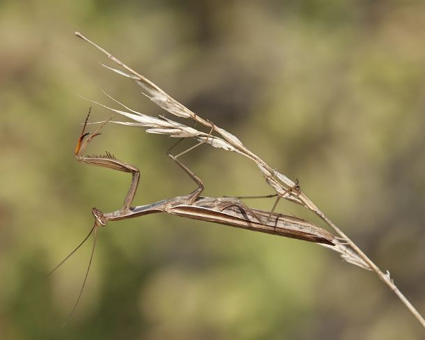 sm_prayN1152 European mantis (Praying mantis, Mantis religiosa, Calcareous grassland, Haut-Rhin, France