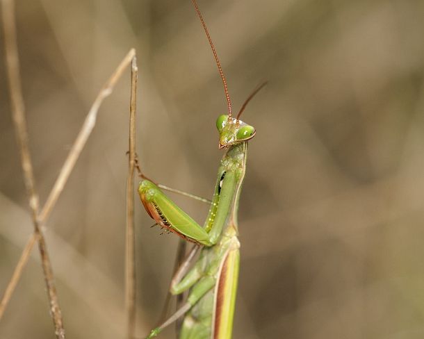 sm_prayN1165 European mantis (Praying mantis, Mantis religiosa, Calcareous grassland, Haut-Rhin, France