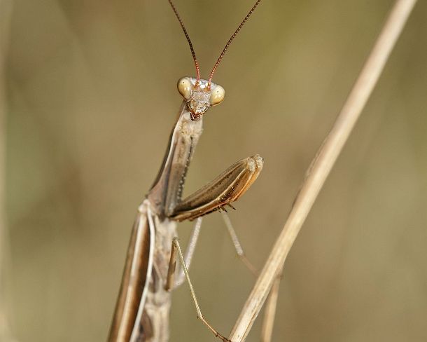 sm_prayN1166 European mantis (Praying mantis, Mantis religiosa, Calcareous grassland, Haut-Rhin, France