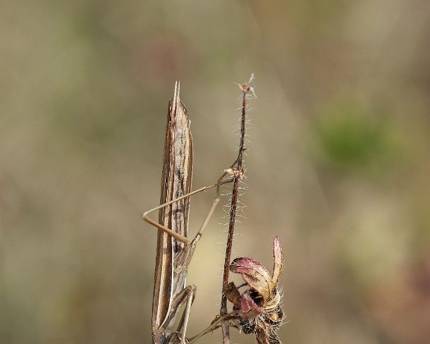 sm_prayN1167 European mantis (Praying mantis, Mantis religiosa, Calcareous grassland, Haut-Rhin, France