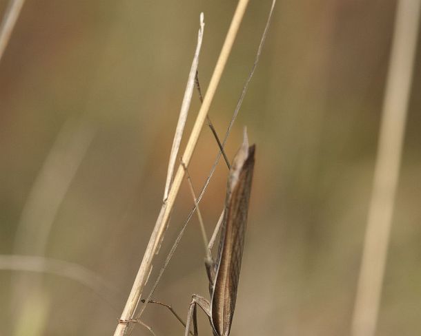 sm_prayN1169 European mantis (Praying mantis, Mantis religiosa, Calcareous grassland, Haut-Rhin, France