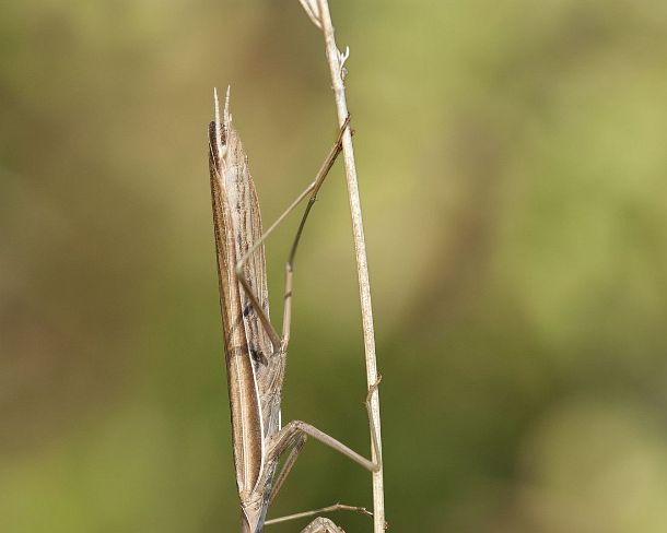 sm_prayN1170 European mantis (Praying mantis, Mantis religiosa, Calcareous grassland, Haut-Rhin, France