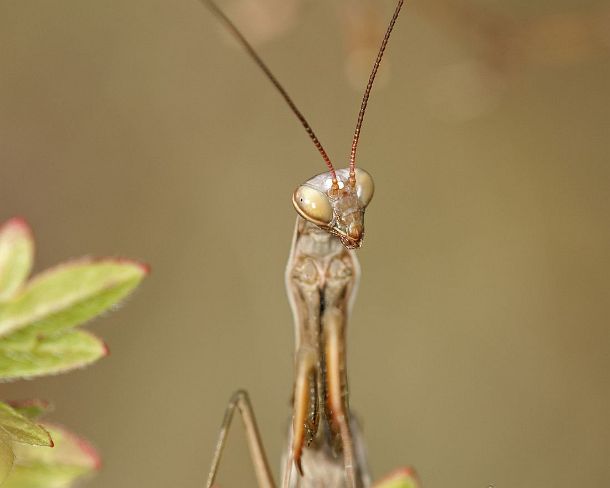 sm_prayN1171 European mantis (Praying mantis, Mantis religiosa, Calcareous grassland, Haut-Rhin, France