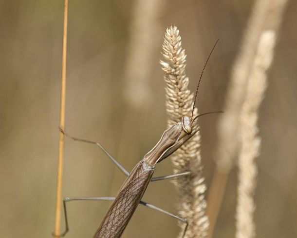 sm_prayN1172 European mantis (Praying mantis, Mantis religiosa, Calcareous grassland, Haut-Rhin, France