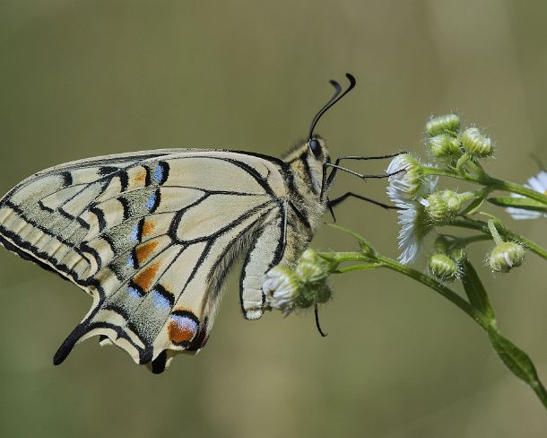 smGVA_5831_g Old World Swallowtail (Papilio machaon), Switzerland