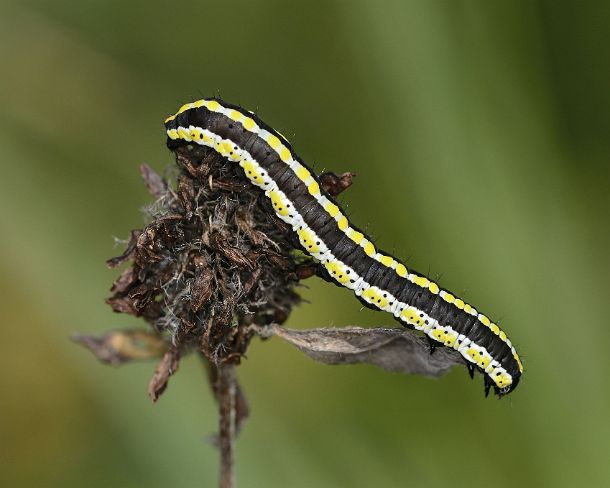 smGVA_9318_g Juvenil caterpillar of the species Cucullia lucifuga, Laggintal Valley, Valais, Switzerland