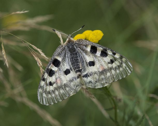 smGVA_9340_g Mountain Apollo (Parnassius apollo) feeding on a yellow tansy flower, Laggintal Valley, Valais, Switzerland