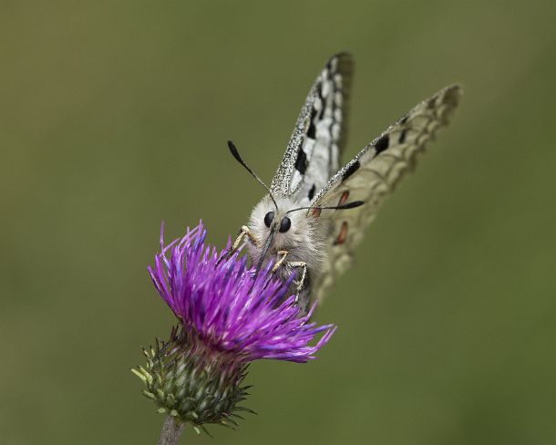 smGVA_9536_g Mountain Apollo (Parnassius apollo) feeding on a thistle flower, Laggintal Valley, Valais, Switzerland